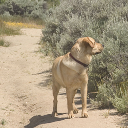Dog tracking on hiking trail