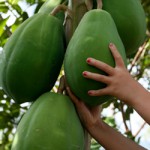 Low-hanging papayas